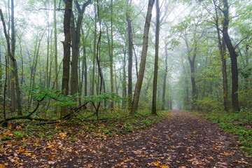 Obraz premium Nebel in einem Wald an einem Tag im Herbst