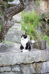 石垣の上の猫