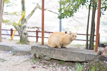 公園の野良猫