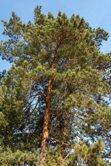 pine close-up on a summer day
