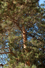 pine close-up on a summer day
