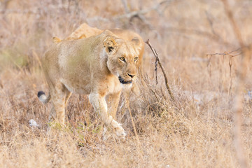 Lioness move in brown grass in afternoon to a kill