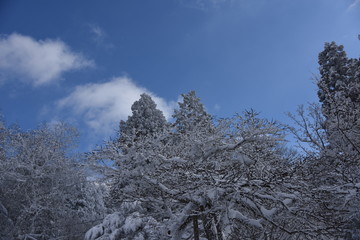 樹氷の金剛山　大阪　千早赤阪村