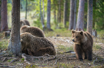 Cub of Brown bear (Ursus Arctos Arctos) in the summer forest. Natural green Background © Uryadnikov Sergey