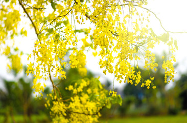 Yellow flowers on the trees background
