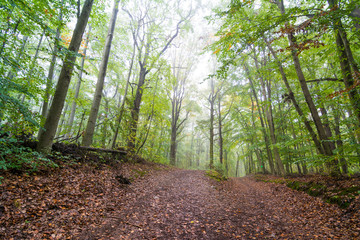 Nebel in einem Wald an einem Tag im Herbst