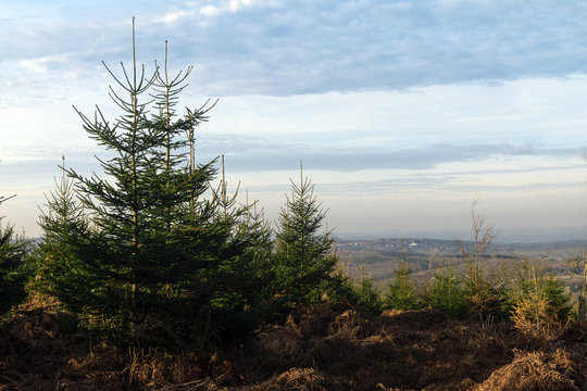 christmas tree nursery, plantering in an organic natural environment