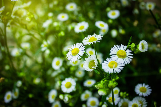 Hình hoa là một nguồn cảm hứng vô tận cho những người yêu nhiếp ảnh. Để lưu giữ những khoảnh khắc tuyệt vời này, hãy chuẩn bị cho mình một chiếc máy ảnh tốt và cùng khám phá vẻ đẹp đầy huyền diệu của loài hoa này!