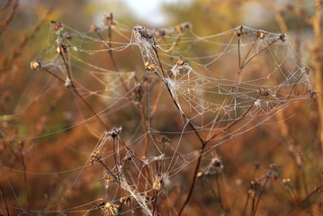 Wet indian summer on the dry plant