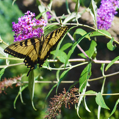Swallowtail butterfly on a butterfly bush