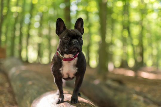 Mops im Wald