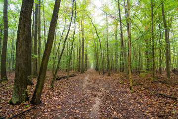 Nebel in einem Wald an einem Tag im Herbst