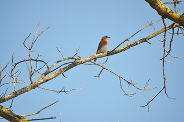 Bluebird on a branch