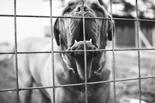 Intimidating Italian Mastiff beyond the fence