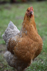 Red hen
