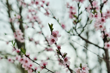 Close up Peach Blossoms Pink flowers