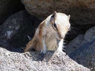 Streifenhörnchen auf Fuerteventura