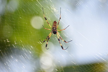 Banana garden spider in web