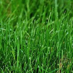 Fototapeta na wymiar Close-up image of spring green grass