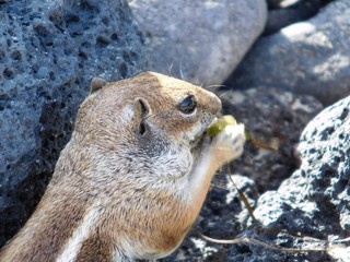 Streifenhörnchen beim Erdnuss knabbern