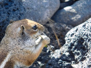 Streifenhörnchen beim Erdnuss knabbern