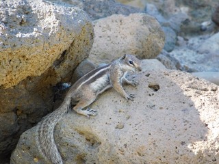 Streifenhörnchen auf Fuerteventura