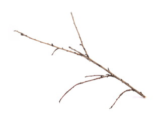 Dry branch isolated on white background