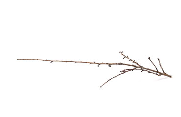 Dry branch isolated on white background