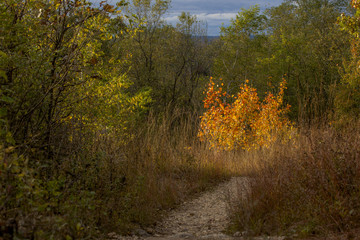 Fototapeta premium A group of three golden aspen trees along a trail in Wisconsin are brightly lit by the sun.