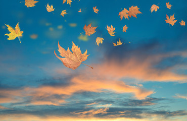 autumn winter background leaves wind weather