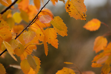 Golden aspen leaves on a fall day.