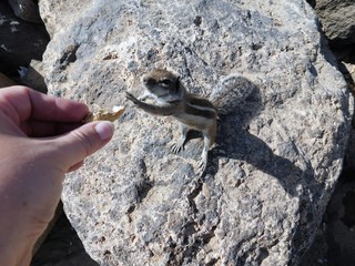 Streifenhörnchen mit Erdnuss füttern