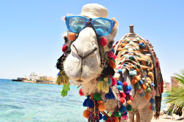 Camel called Romeo in Egyptian city Hurghada - obrazy, fototapety, plakaty