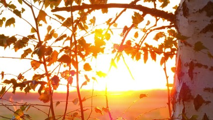 autumn in a park with birches close-up frames for a background, slits. Autumn forest in the sunset. - Powered by Adobe