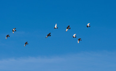 fliegende Ringeltauben