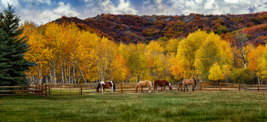 Horses on a colorado farm in automn