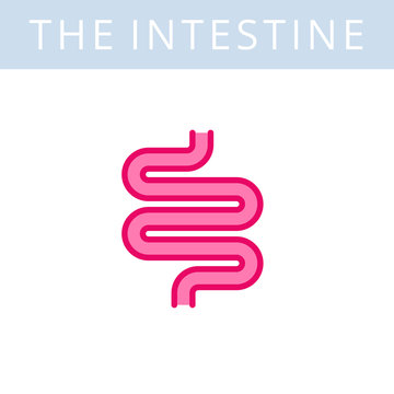 The internals outline icon. Intestine, digestive system symbols. Viscera, inside organs vector linear pictograms. Thin line medical and anatomy infographic elements for web, presentation, network.