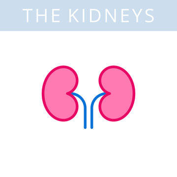 The internals outline icon. Kidneys, urogenital system symbols. Viscera, inside organs vector linear pictograms. Thin line medical and anatomy infographic elements for web, presentation, network.