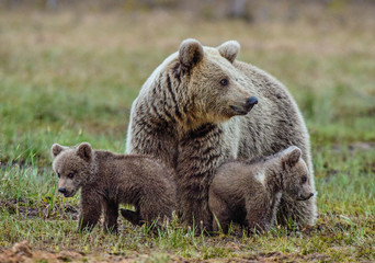 Obraz premium She-Bear and Cubs of Brown bear on the swamp in the summer forest. Natural green Background