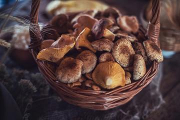 Different mushrooms in the basket