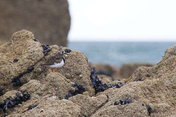 tournepierre a collier Arenaria interpres