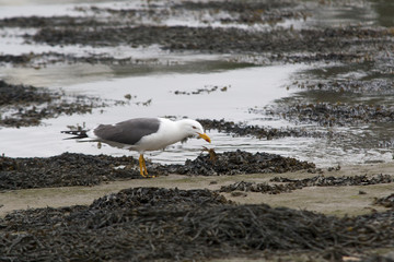 Repas du goeland cendré