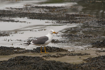 Repas du goeland cendré