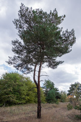 сосна на окраине рощи © zeleniy9