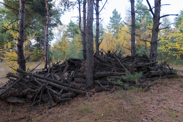дрова в сосновой роще © zeleniy9