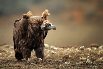 Cinereous vulture. Portrait