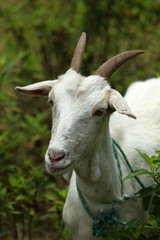 White Nanny Goat