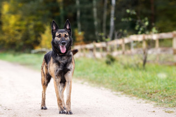 german shepherd mix dog standing outdoors