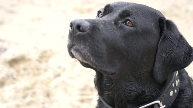 The black dog sits and looks carefully, lickens, waits for food 3840x2160, 4K