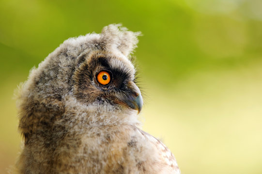 portrait of a juv long-eared owl